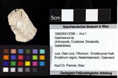 Foto (Objket + Etiketten) von Gastrosacus sp. 